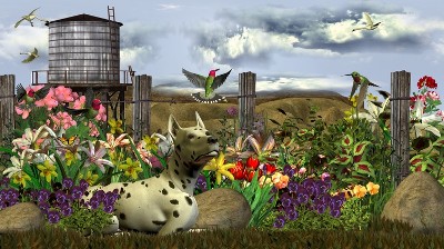 dog paradise